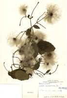 藏品(鏽毛鐵線蓮)的圖片